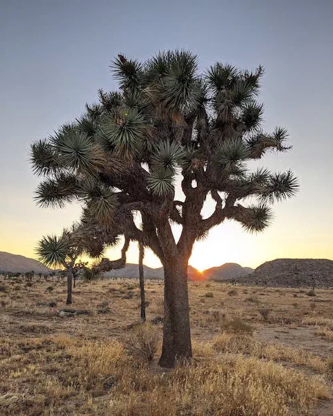 2020: Exploring The United States