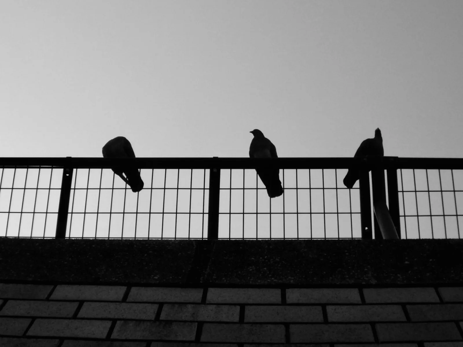 Three birds silhouetted on a metal railing against a pale grey sky