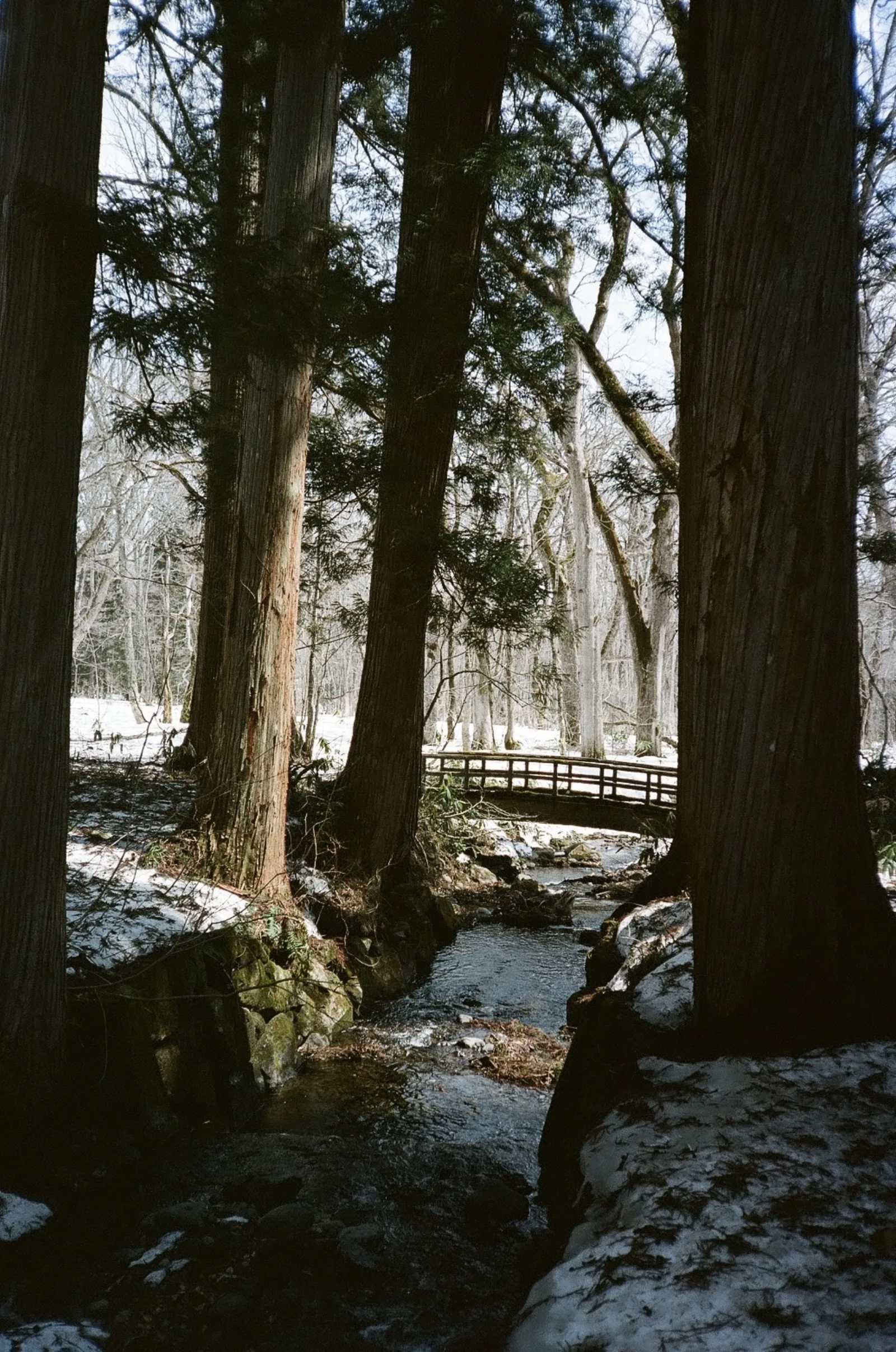 A stream and footbridge in a cedar forest with snow on the ground