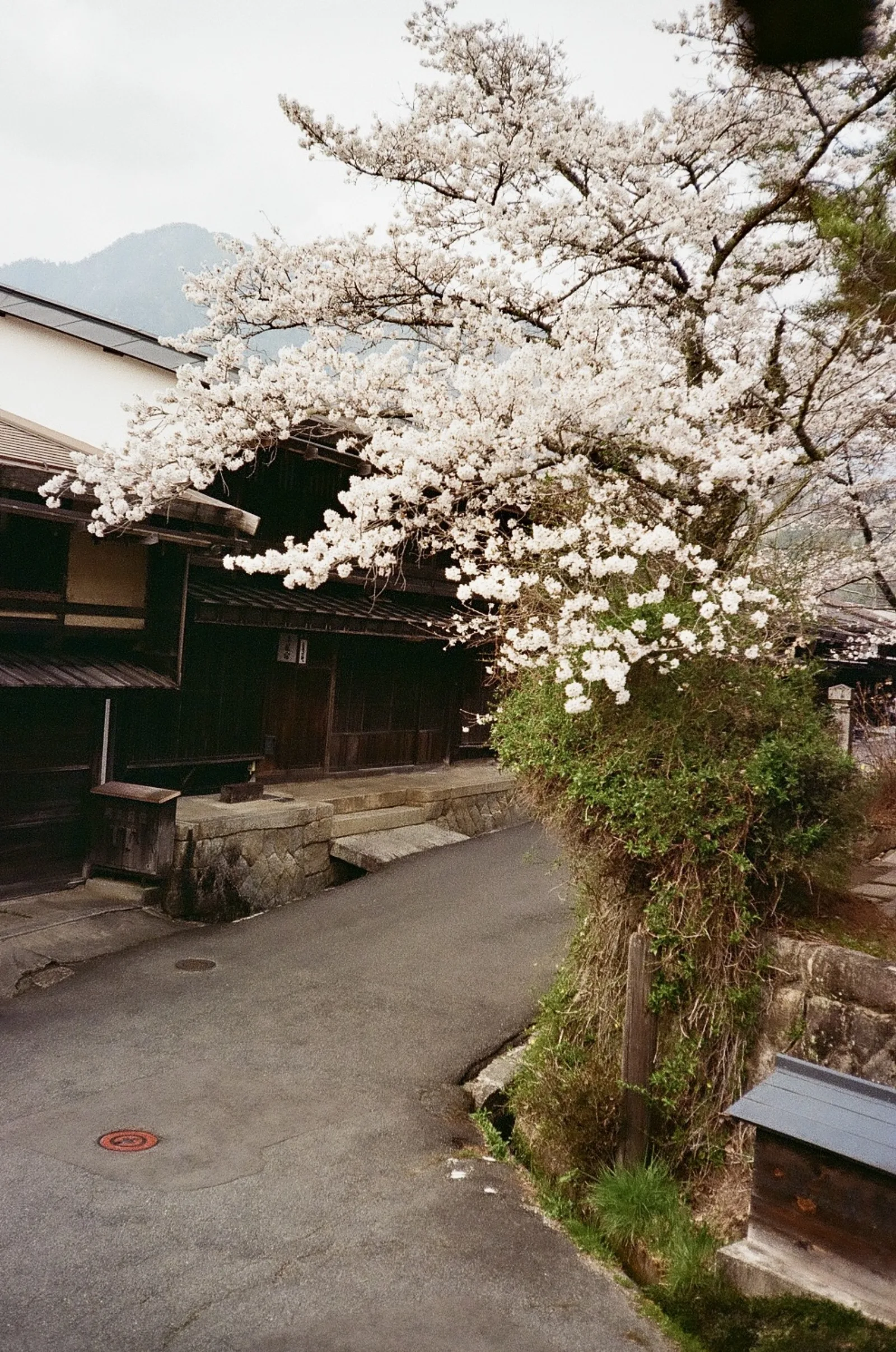 Cherry blossom branches over a narrow stone-lined lane between old wooden houses