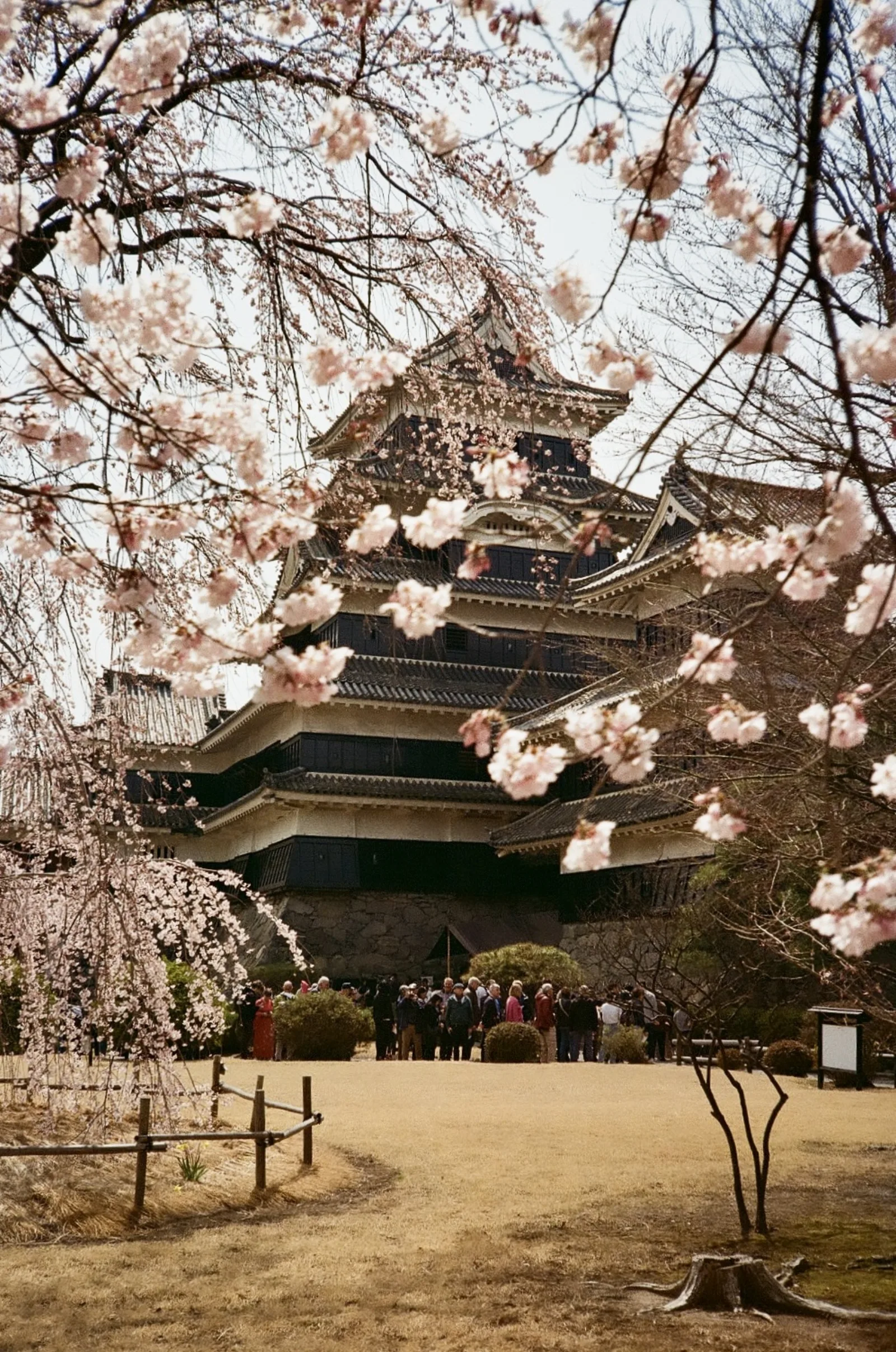 Matsumoto Castle behind cherry blossom with a crowd of visitors in the garden
