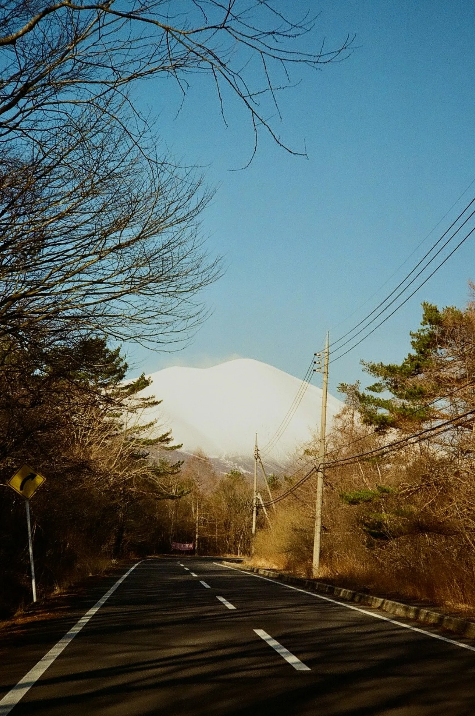 A straight road lined with trees leading toward a snow-capped mountain under a blue sky