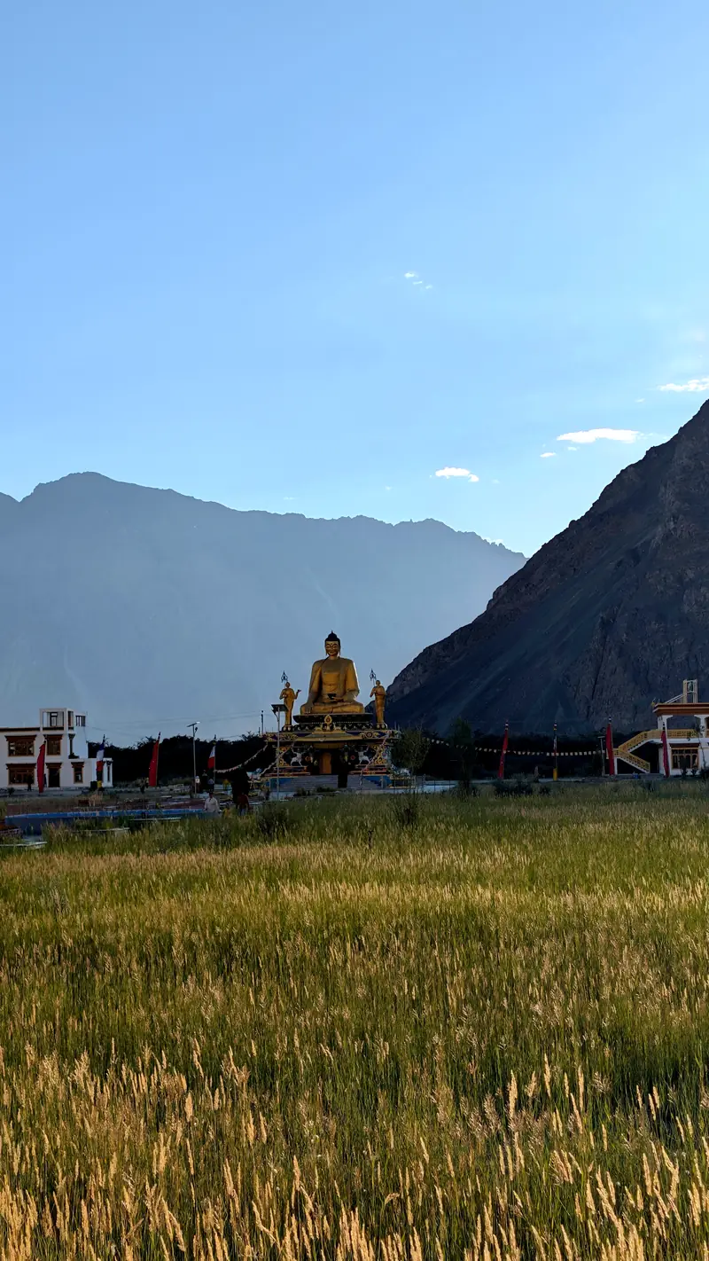 A golden seated Buddha statue rises beyond a ripening barley field in evening shadow