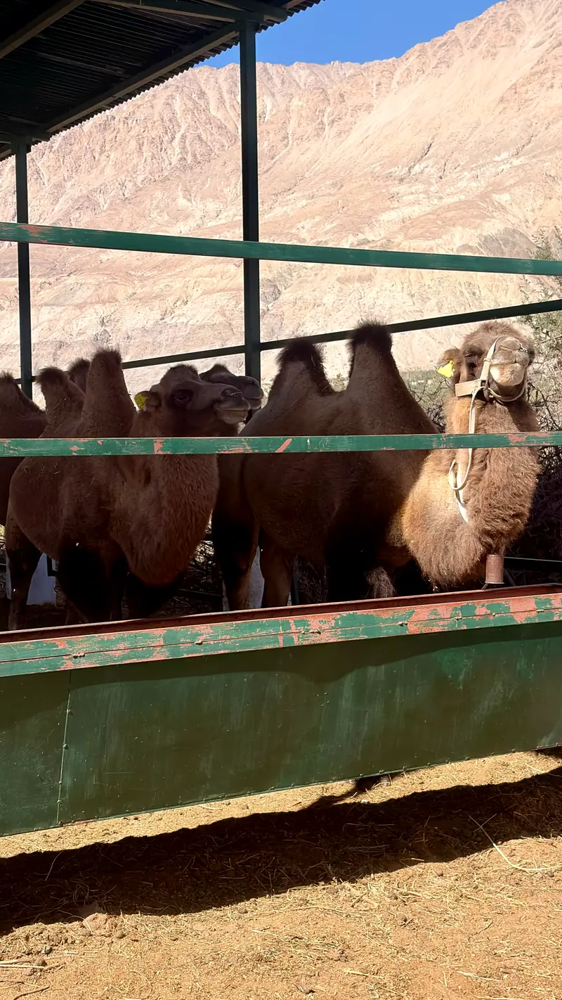 Bactrian camels with two humps standing at a feeding rail in a roadside pen