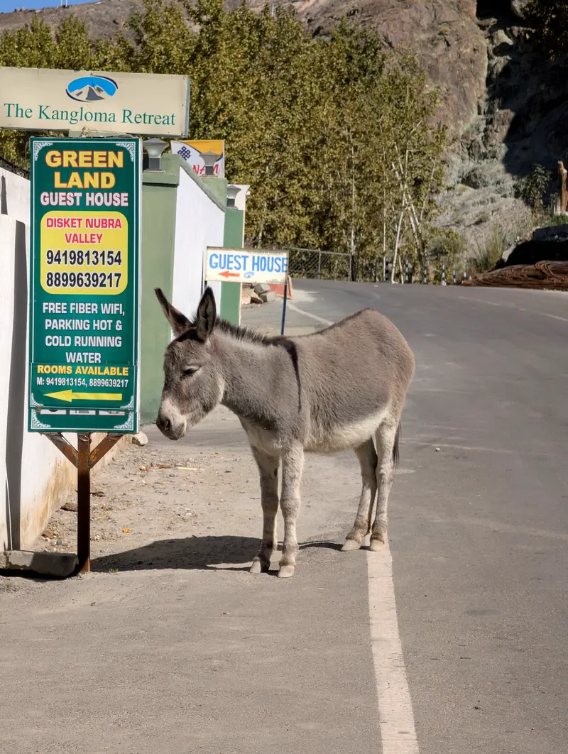 A grey donkey standing on the road directly in front of a guesthouse signboard
