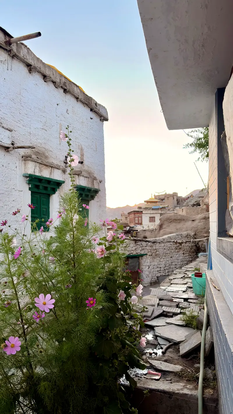 Pink cosmos flowers growing beside a whitewashed house in the old town