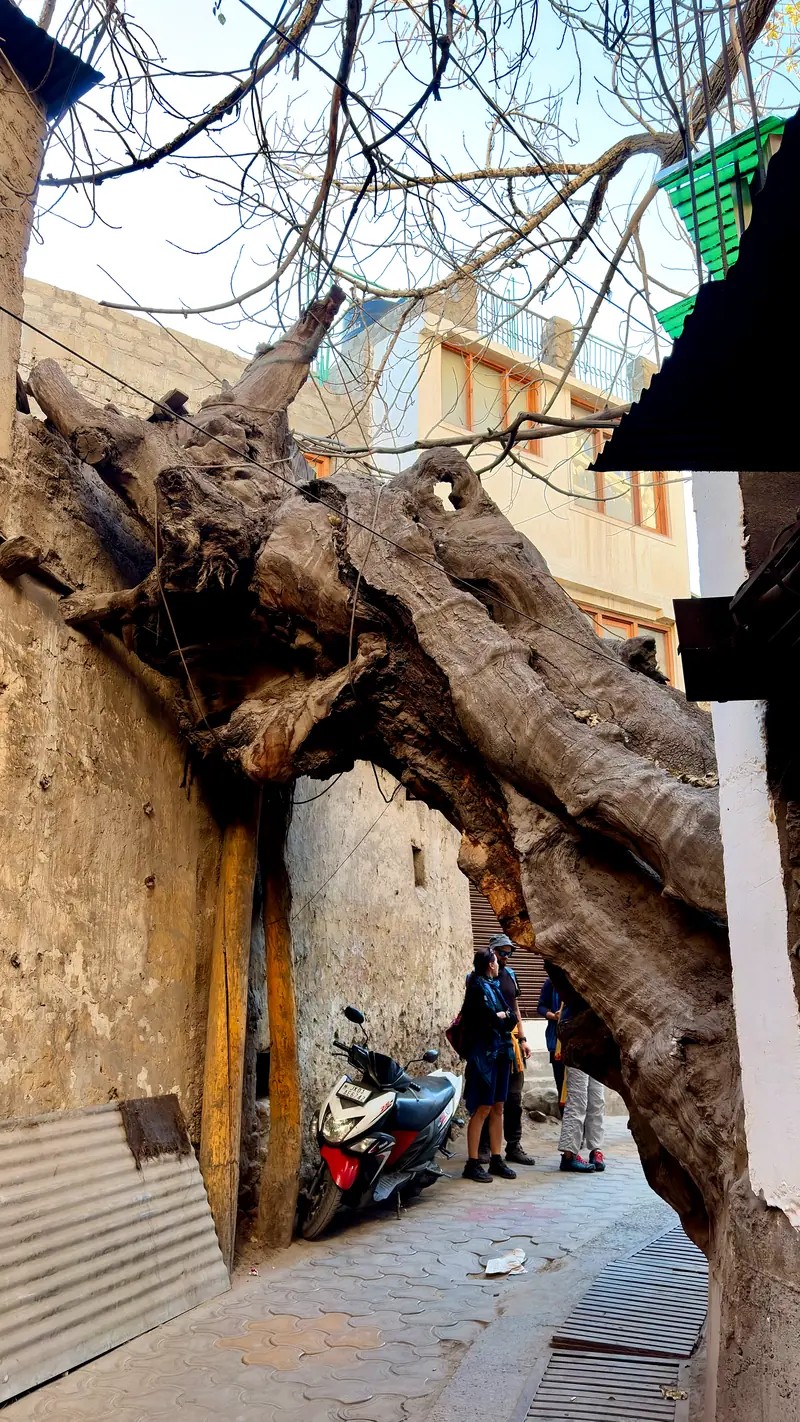 An ancient gnarled tree trunk arching over a narrow old-town passage