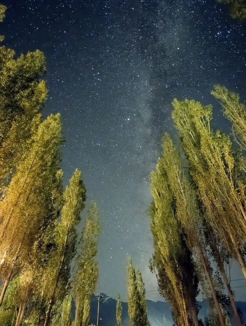 The Milky Way in a star-dense sky framed by tall poplar trees