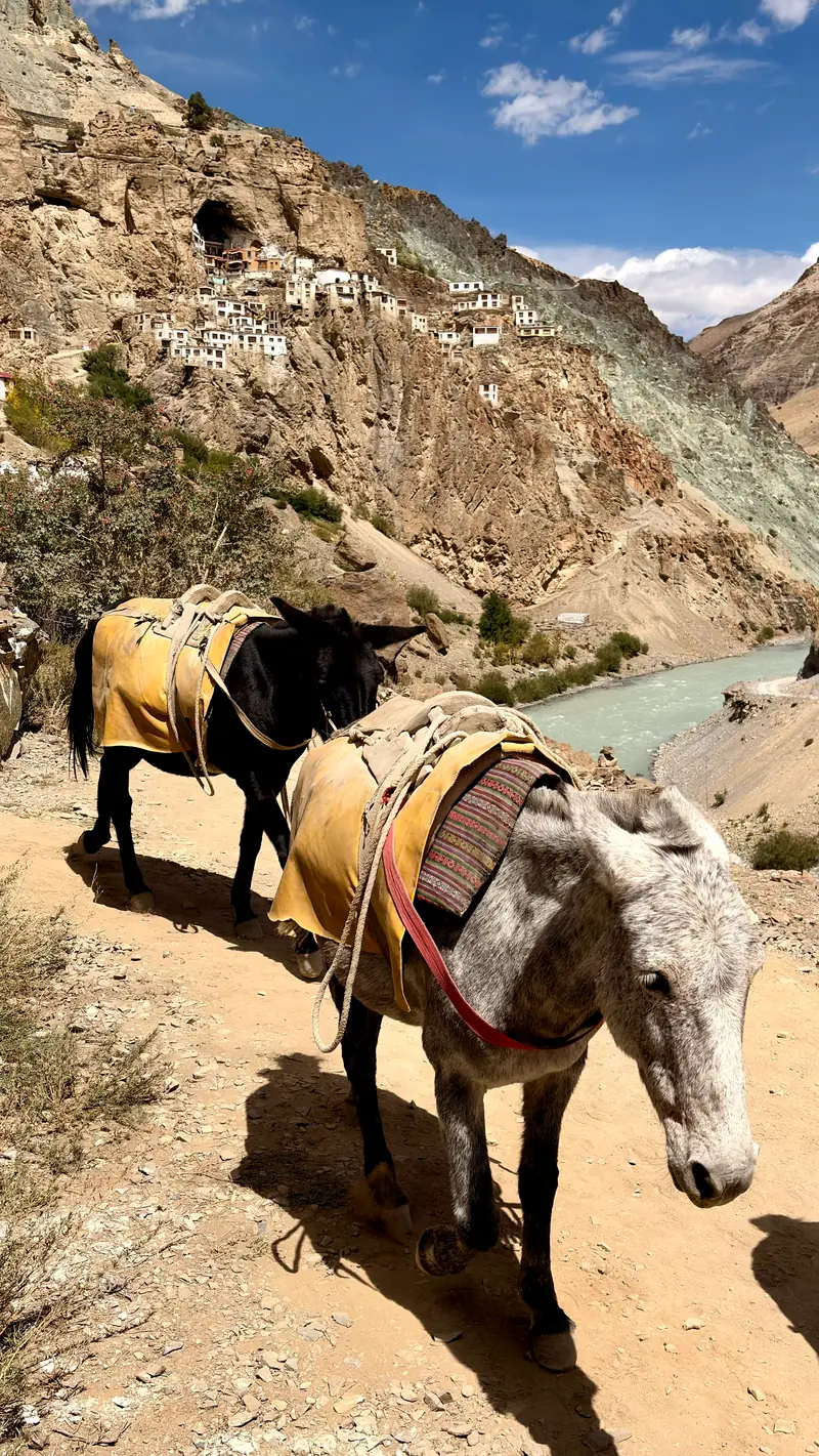 Two pack mules in yellow saddle blankets on the trail above the river