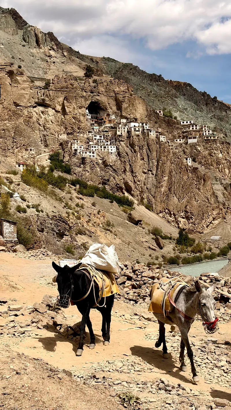 First view of Phugtal monastery, white buildings pouring down the cliff below a huge cave, with pack mules on the trail